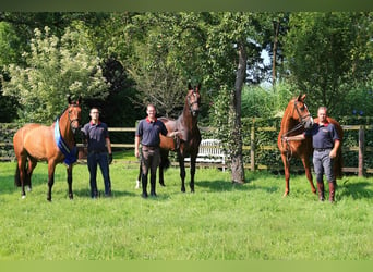 Oldenburger, Hengst, 19 Jaar, 175 cm, Bruin