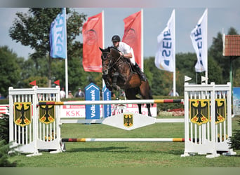 Oldenburger, Hengst, 19 Jaar, 175 cm, Bruin