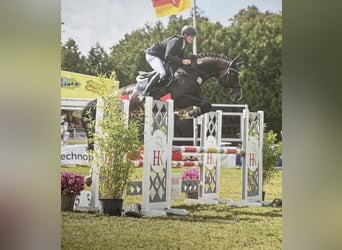 Oldenburger, Hengst, 5 Jahre, 172 cm, Dunkelbrauner