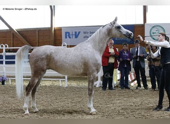 Arabian horses, Stallion, 10 years, 15.1 hh, Gray
