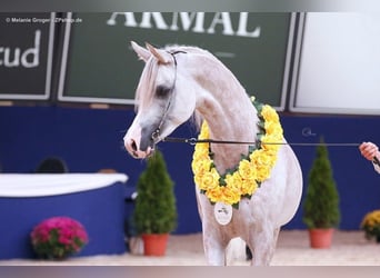 Arabian horses, Stallion, 10 years, 15.1 hh, Gray
