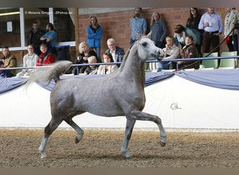 Koń czystej krwi arabskiej, Ogier, 10 lat, 157 cm, Siwa