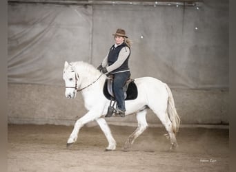 Camargue, Castrone, 10 Anni, 145 cm, Grigio