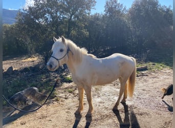 Camargue, Castrone, 12 Anni, 143 cm