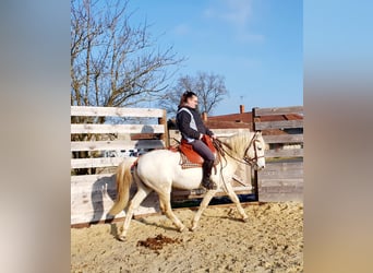 Camargue, Castrone, 13 Anni, 143 cm, Grigio