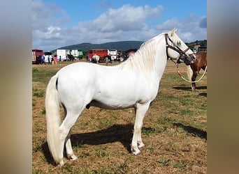 Camargue, Castrone, 13 Anni, 143 cm, Grigio
