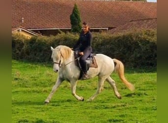 Camargue, Castrone, 13 Anni, 143 cm, Grigio