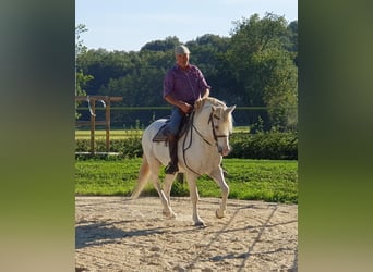 Camargue, Castrone, 13 Anni, 143 cm, Grigio