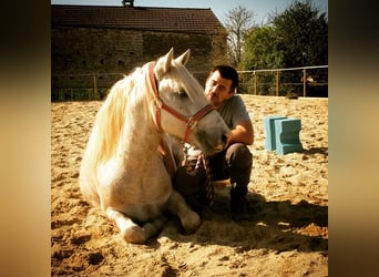Camargue, Castrone, 13 Anni, 143 cm, Grigio