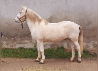 Camargue, Castrone, 13 Anni, 143 cm, Grigio