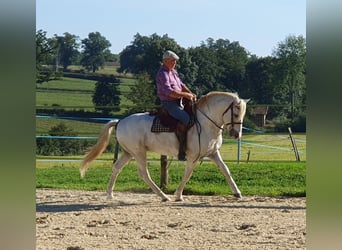 Camargue, Castrone, 13 Anni, 143 cm, Grigio