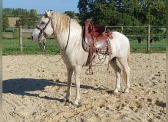 Camargue, Castrone, 13 Anni, 143 cm, Grigio