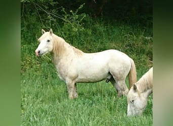 Camargue, Castrone, 13 Anni, 143 cm, Grigio