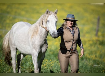 Camargue, Castrone, 2 Anni, 147 cm, Grigio