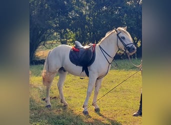 Camargue, Castrone, 3 Anni, 145 cm, Grigio