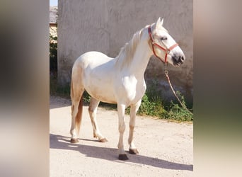 Camargue, Castrone, 3 Anni, 145 cm, Grigio