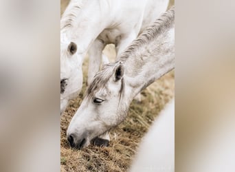 Camargue, Castrone, 4 Anni, 148 cm, Grigio