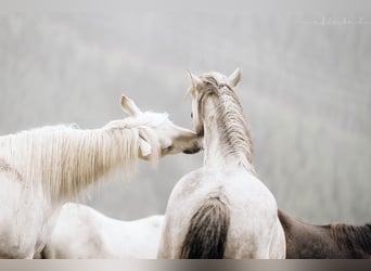 Camargue, Castrone, 4 Anni, 148 cm, Grigio