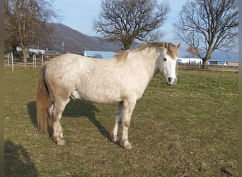 Camargue, Castrone, 7 Anni, 140 cm, Grigio