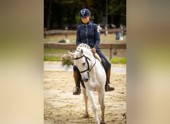 Camargue, Étalon, 8 Ans, 144 cm, Gris