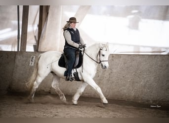 Camargue, Gelding, 10 years, 14.1 hh, Grey