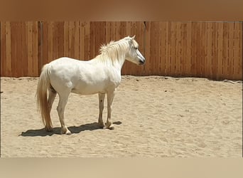 Camargue, Gelding, 11 years, 14 hh, Gray