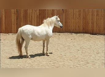 Camargue, Gelding, 12 years, 14 hh
