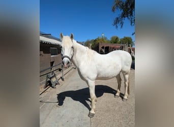 Camargue, Gelding, 15 years, 14.2 hh, Grey