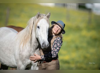 Camargue, Gelding, 2 years, 14.1 hh, Grey