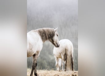 Camargue, Wallach, 4 Jahre, 14,2 hh, Schimmel