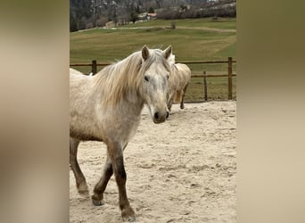 Camargue, Gelding, 5 years, 14.1 hh, Grey