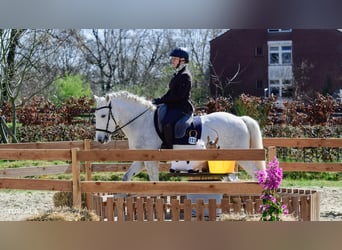 Camargue, Gelding, 5 years, 14,2 hh, Gray