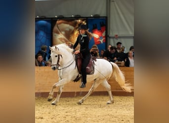 Camargue, Gelding, 6 years, 14,3 hh, Gray