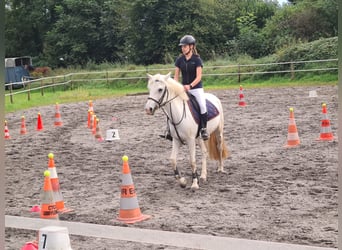 Camargue, Giumenta, 11 Anni, 145 cm, Grigio