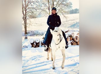 Camargue, Giumenta, 12 Anni, 148 cm, Bianco