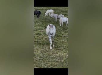 Camargue, Giumenta, 5 Anni, 145 cm, Grigio