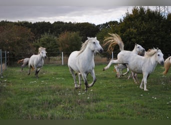 Camargue, Giumenta, 6 Anni, 146 cm, Grigio