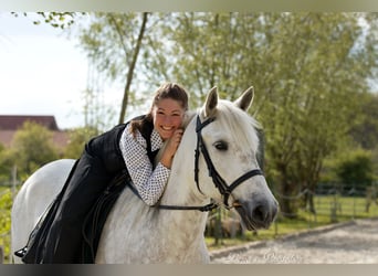 Camargue, Giumenta, 6 Anni, 146 cm, Grigio
