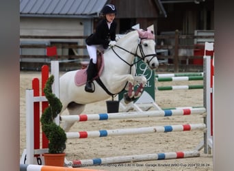 Camargue, Giumenta, 7 Anni, 143 cm, Bianco