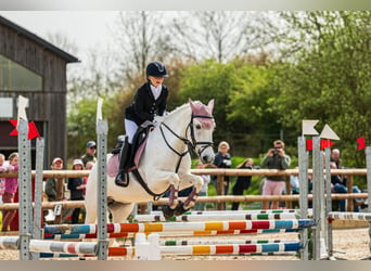 Camargue, Giumenta, 7 Anni, 143 cm, Bianco