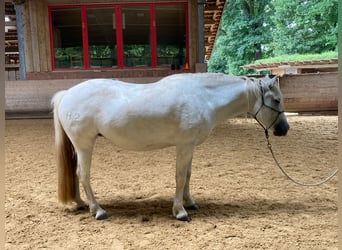 Camargue, Giumenta, 7 Anni, 148 cm, Grigio