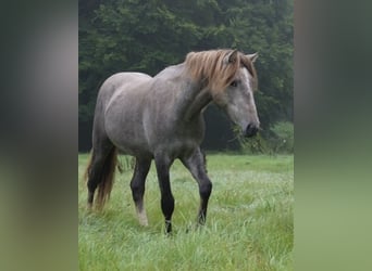 Camargue, Hengst, 1 Jahr, 150 cm, Schimmel