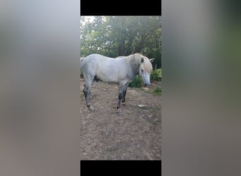Camargue, Hengst, 2 Jaar, 142 cm, Schimmel