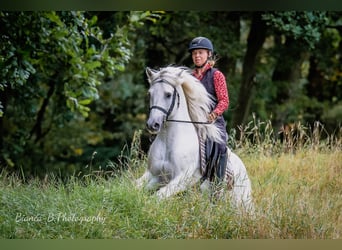Camargue, Hengst, 8 Jahre, 144 cm, Schimmel