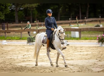 Camargue, Hengst, 8 Jaar, 144 cm, Schimmel
