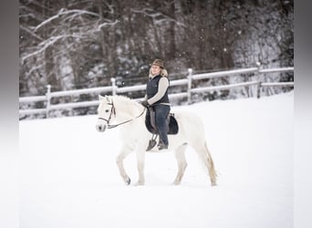 Camargue, Hongre, 10 Ans, 145 cm, Gris