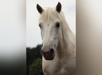 Camargue, Hongre, 18 Ans, 147 cm, Gris