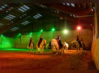 Camargue, Hongre, 2 Ans, 147 cm, Gris