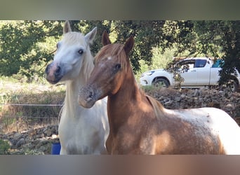 Camargue, Hongre, 3 Ans, 143 cm, Gris