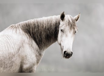 Camargue, Hongre, 4 Ans, 148 cm, Gris